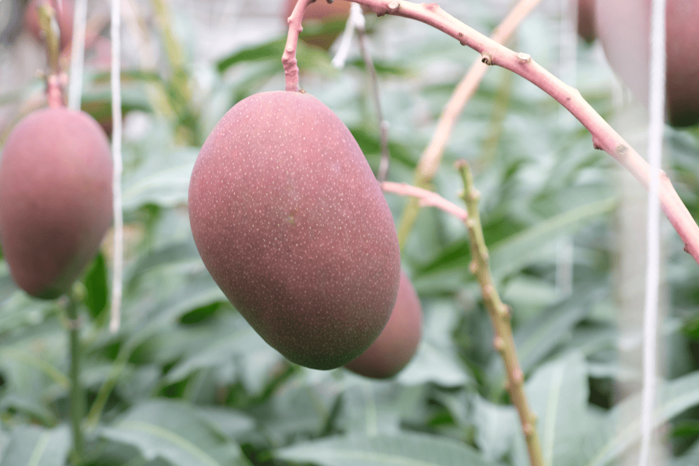 20260213_5.png (266 KB)