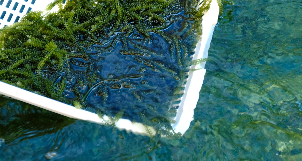 ぶどう 海 海ぶどう、茎付き海ぶどう（沖縄・宮古島産）の通販｜宮古島からの贈り物